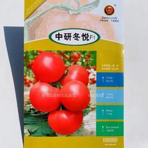中研冬悦西红柿种子耐寒厚皮粉红硬果番茄种子抗病耐根结线虫