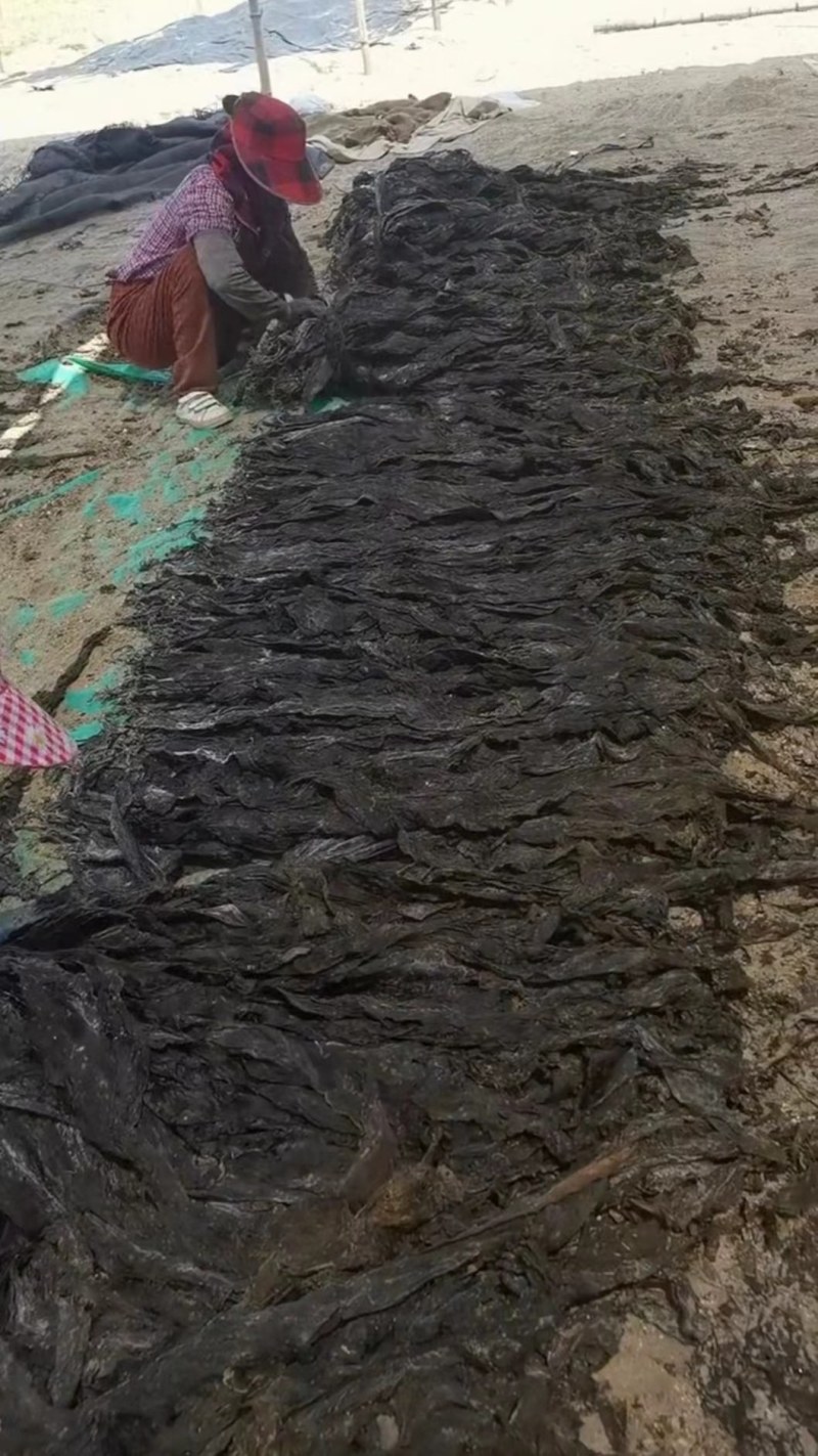 干海带挂菜海带片海带结海带条板菜压缩海带丝烘干裙带菜海带
