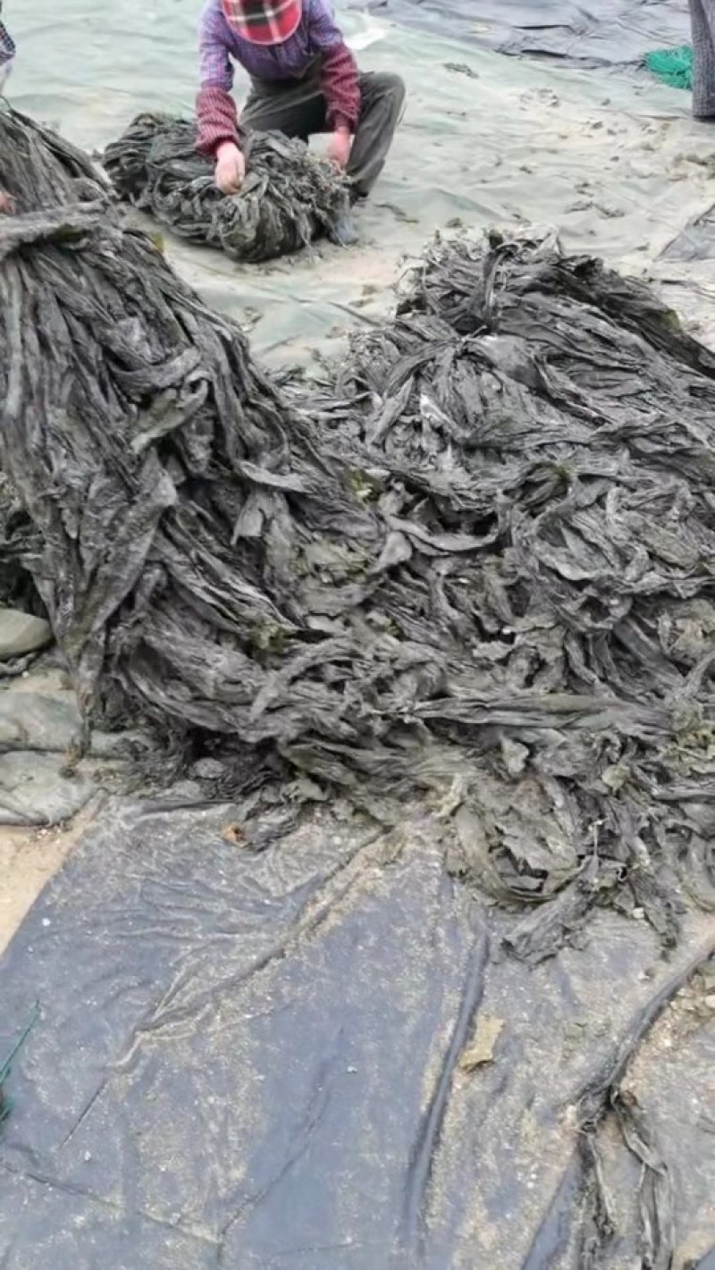 干海带挂菜海带片海带结海带条板菜压缩海带丝烘干裙带菜海带