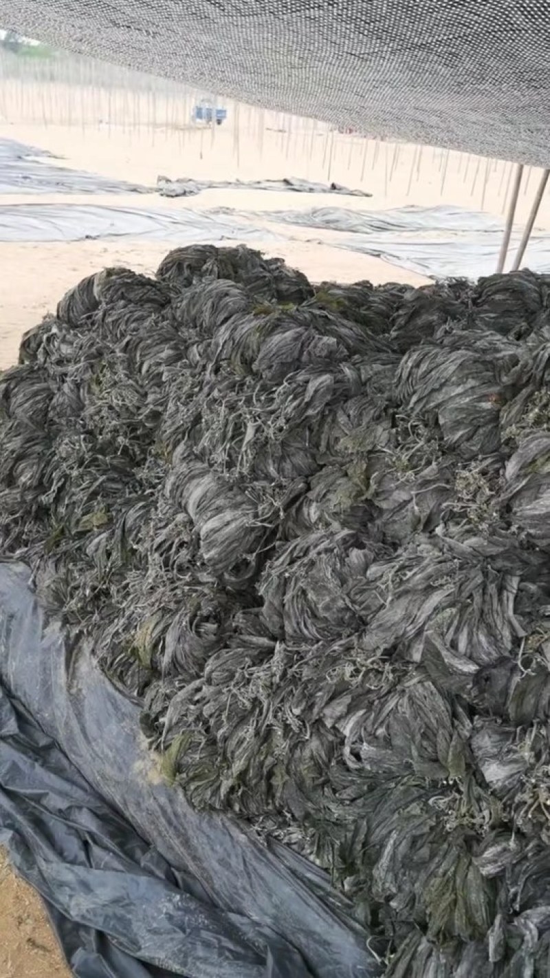 干海带挂菜海带片海带结海带条板菜压缩海带丝烘干裙带菜海带