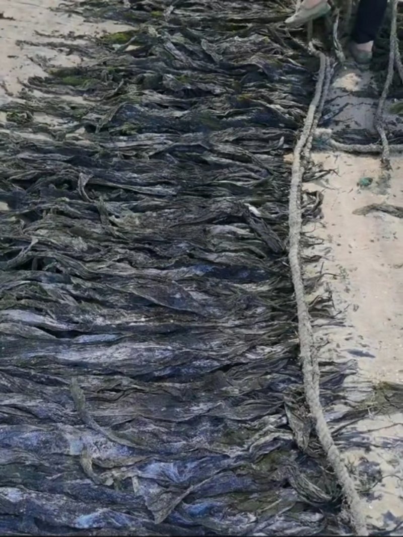 干海带挂菜海带片海带结海带条板菜压缩海带丝烘干裙带菜海带