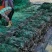 干海带挂菜海带片海带结海带条板菜压缩海带丝烘干裙带菜海带