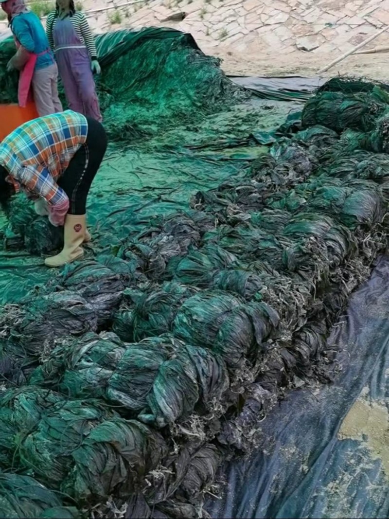 干海带挂菜海带片海带结海带条板菜压缩海带丝烘干裙带菜海带