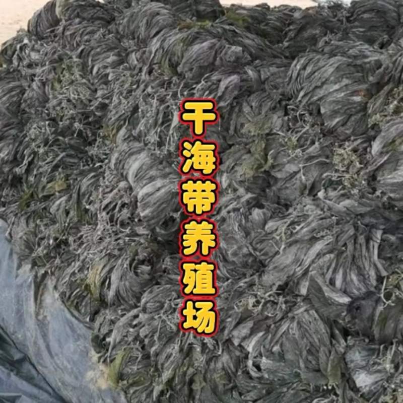 干海带挂菜海带片海带结海带条板菜压缩海带丝烘干裙带菜海带