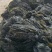 干海带挂菜海带片海带结海带条板菜压缩海带丝烘干裙带菜海带