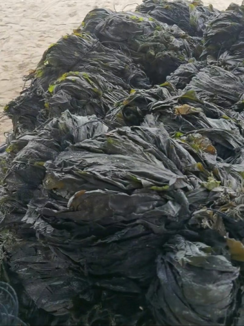 干海带挂菜海带片海带结海带条板菜压缩海带丝烘干裙带菜海带
