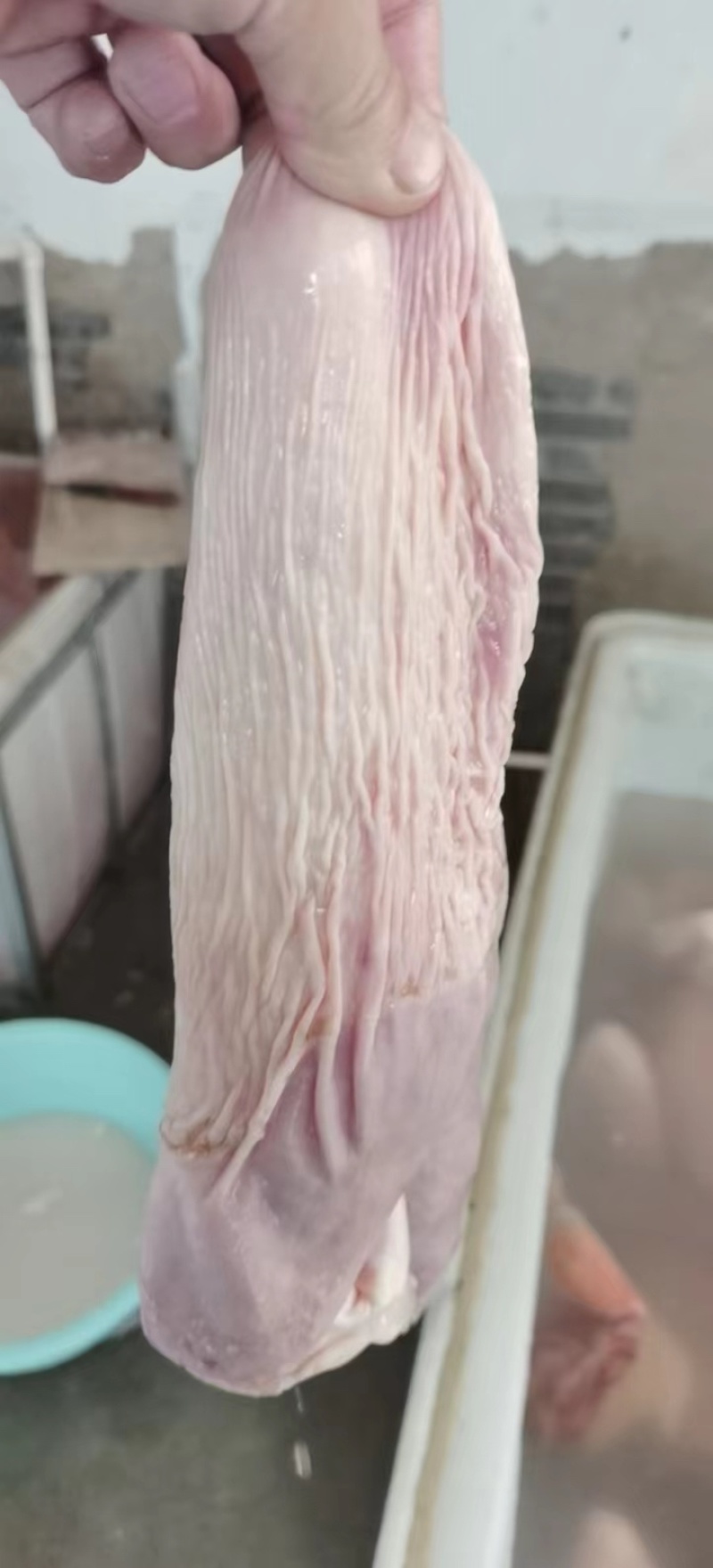 驴肉副鲜冻驴肚子精修去油肚子颜色鲜支持全国发货