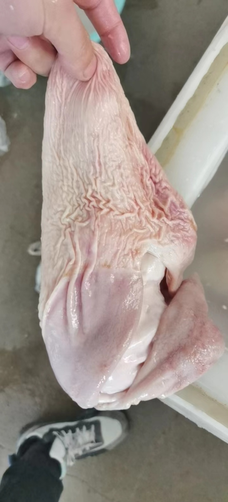 驴肉副鲜冻驴肚子精修去油肚子颜色鲜支持全国发货