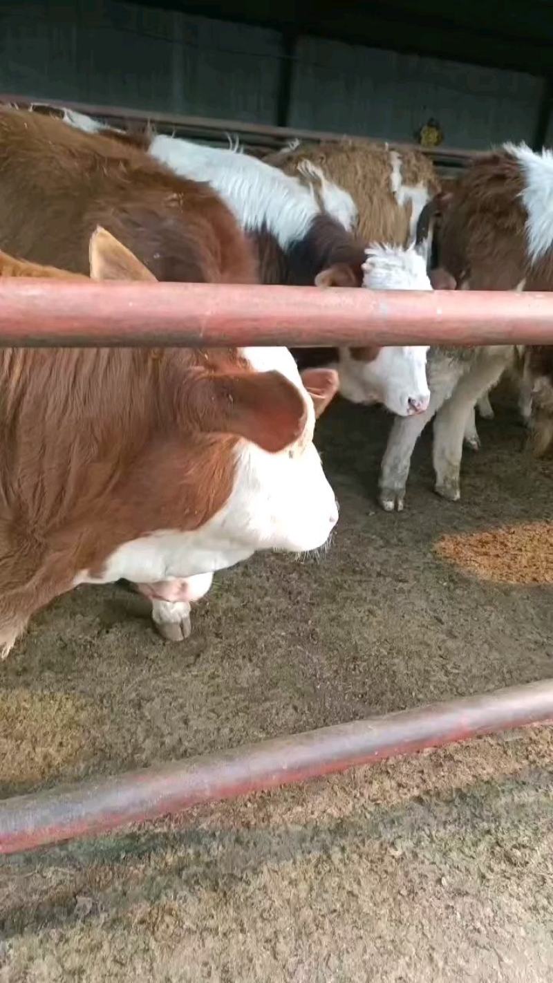 肉牛犊，小牛犊活牛犊牛苗，西门塔尔牛种牛，一手货源