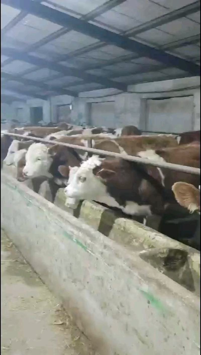 肉牛犊，小牛犊活牛犊牛苗，西门塔尔牛种牛，一手货源
