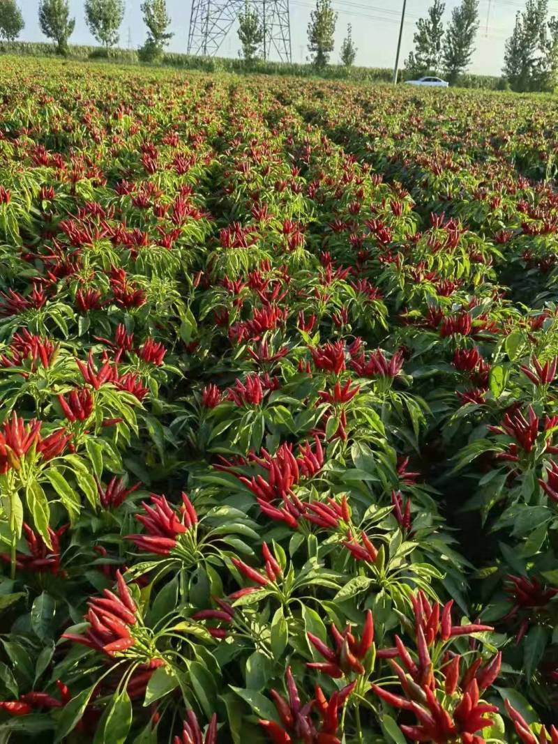 晨宝辣椒苗，蒜乡红椒万家，朝天椒免费技术指导包回收
