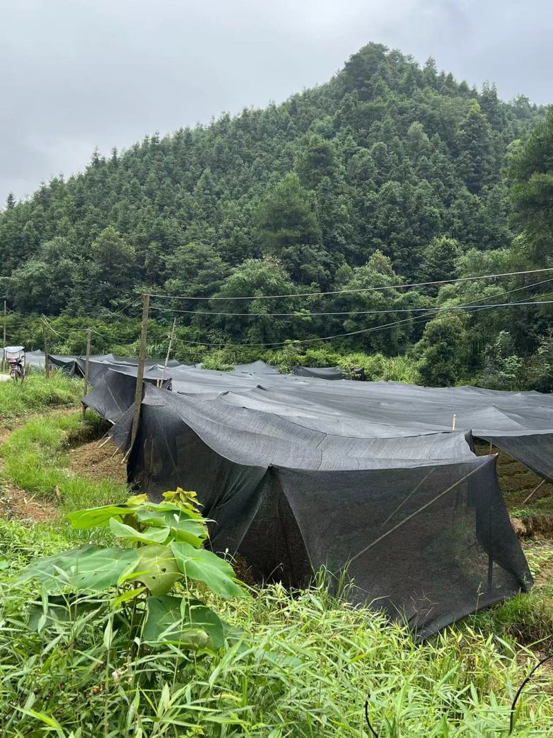 滇黄精种苗基地一手货源现拔现发质量三包全国发货