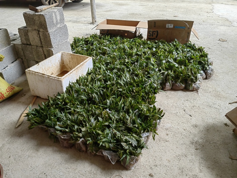滇黄精种苗基地一手货源现拔现发质量三包全国发货