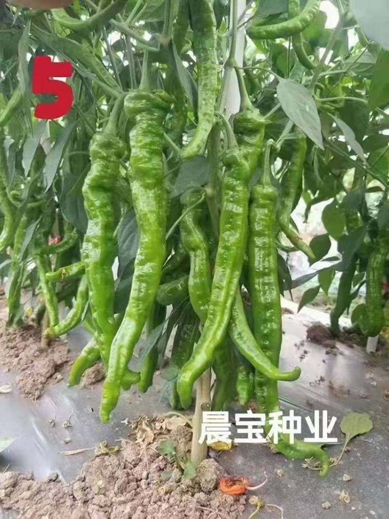 晨宝牛角椒苗辣椒苗苗厂直发全程技术支持高产