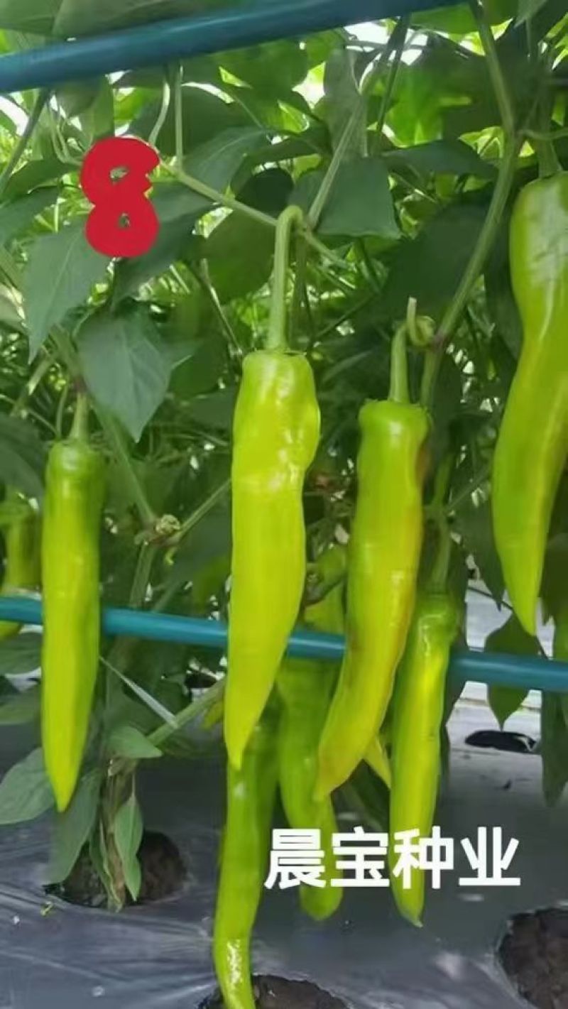 晨宝牛角椒苗辣椒苗苗厂直发全程技术支持高产