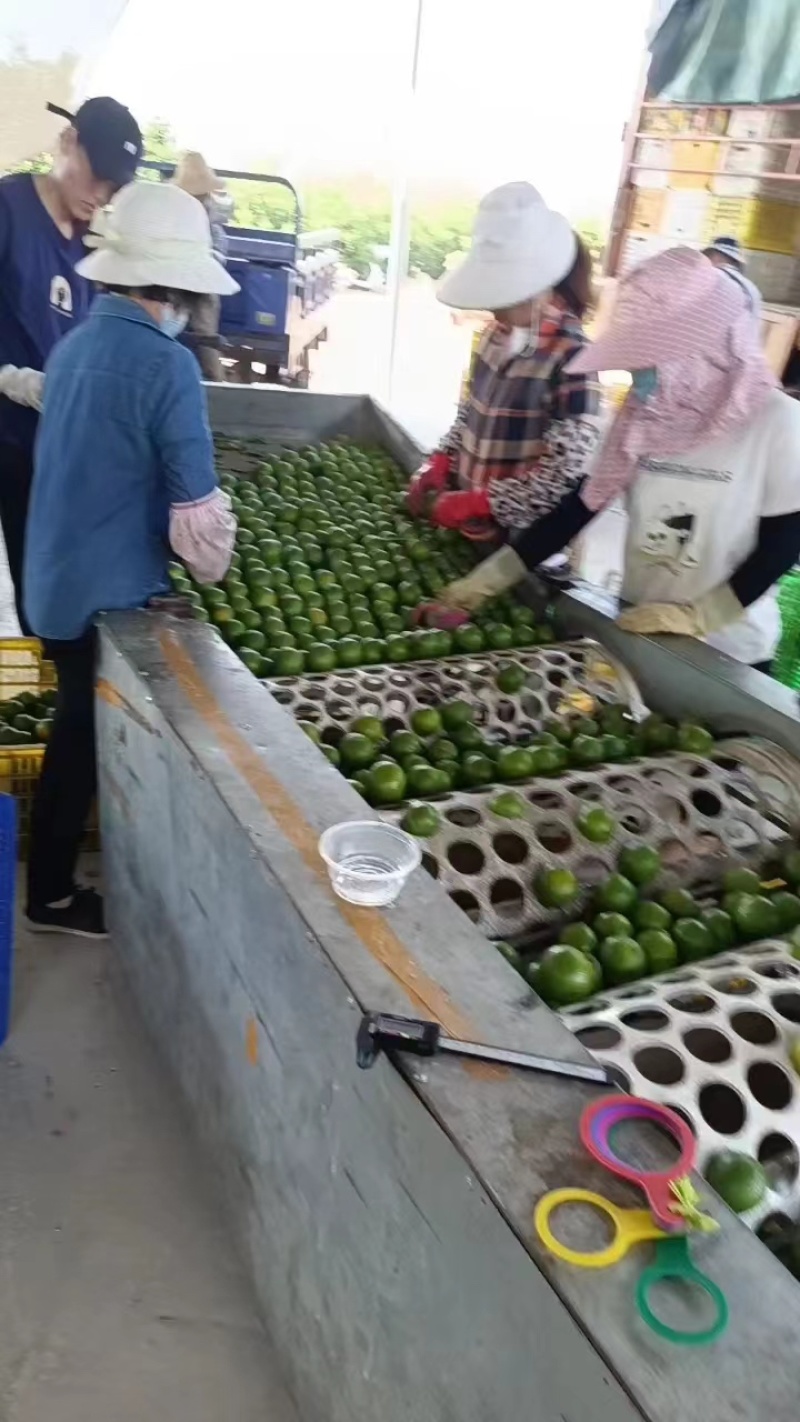 【批发皇帝柑】广东皇帝柑，基地发货可视频看货，整车批发