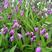 紫花三叉大白芨种苗产地一手货源现拔现发质量三包全国发货