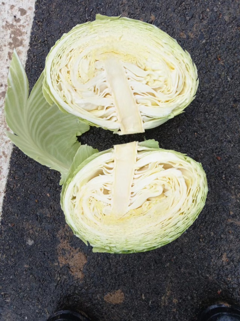 扁包菜湖南平包绿春精品奥奇娜甘蓝新鲜上市对接批发电商超市