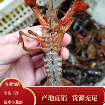 湖北清水小龙虾新鲜上市肉质饱满品质保证鲜活小龙虾产地直销