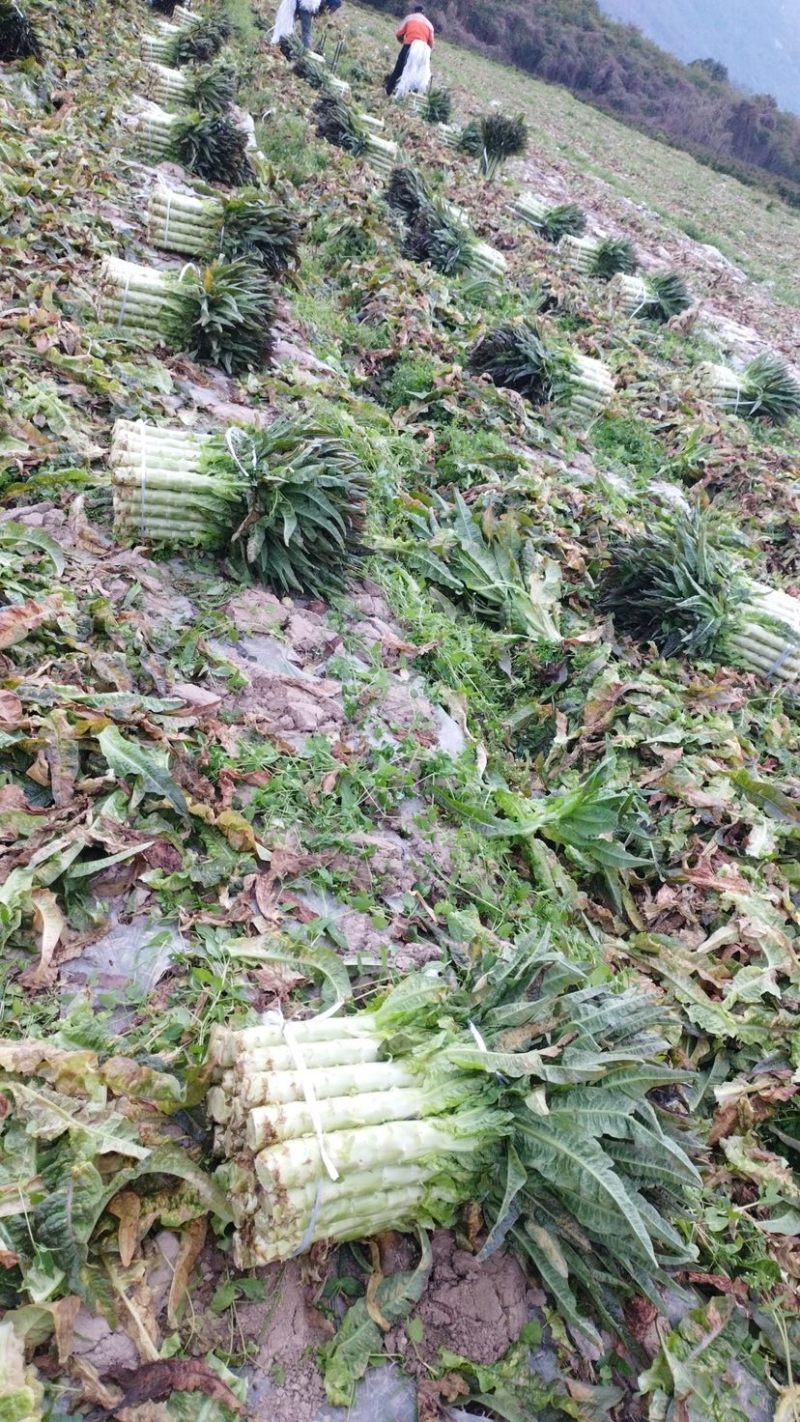 精品红叶香莴笋无空心无裂痕保质保量货好价优欢迎询价
