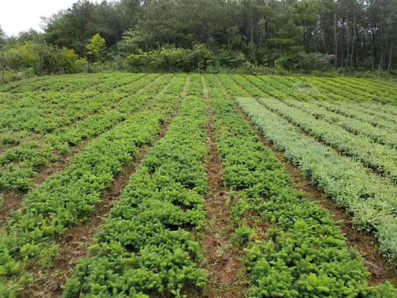 冷杉，银杉，新疆冷杉，西伯利亚冷杉，秦岭冷杉