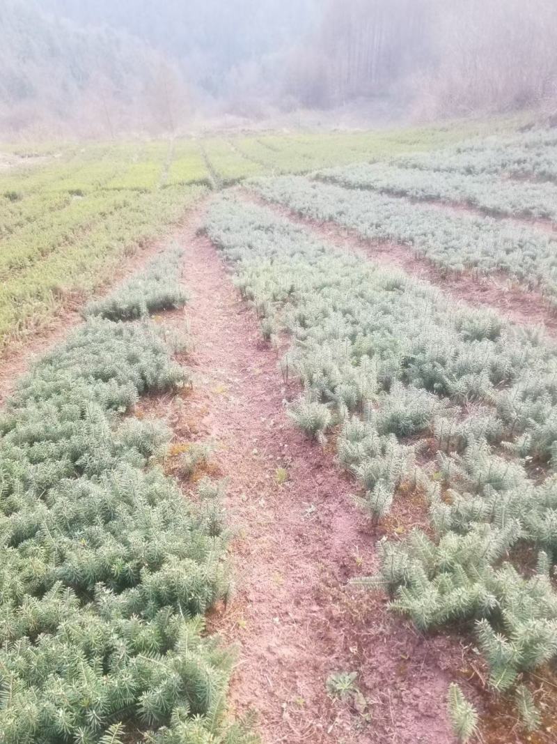 冷杉，银杉，新疆冷杉，西伯利亚冷杉，秦岭冷杉