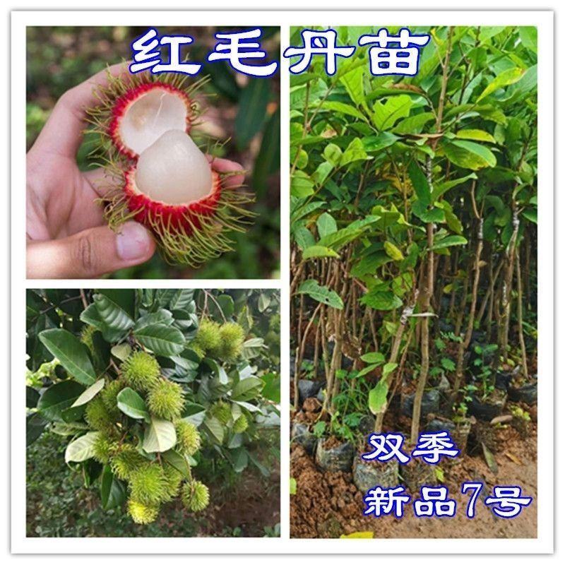 新品嫁接红毛丹树苗南方种植当年结果毛荔枝苗