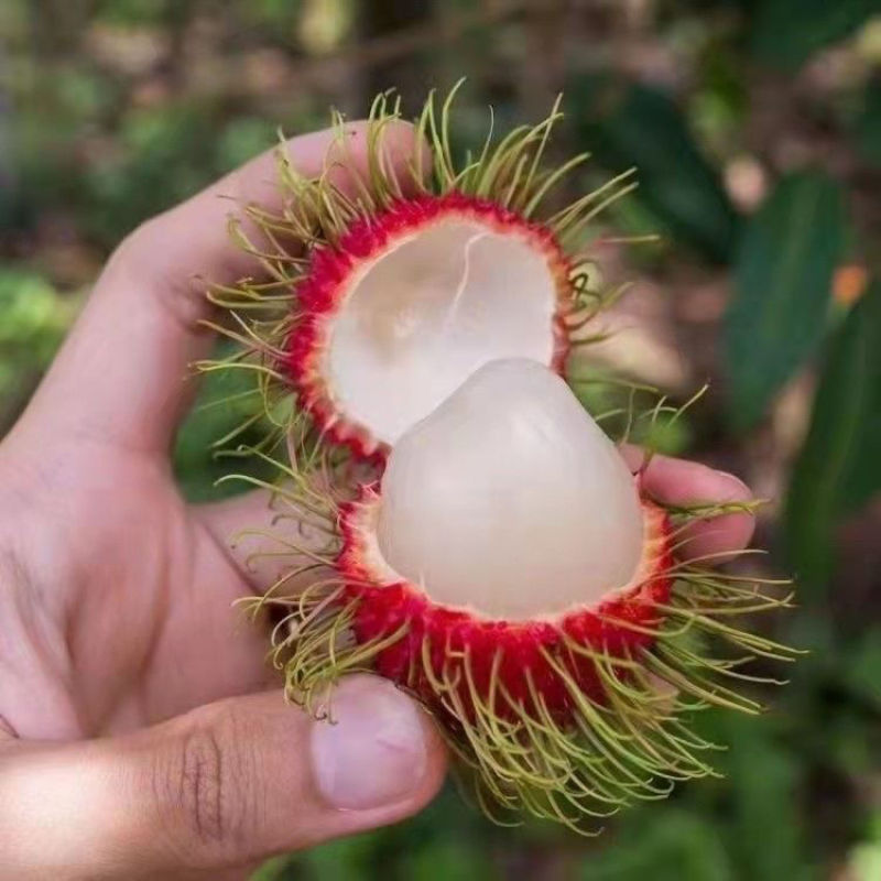 新品嫁接红毛丹树苗南方种植当年结果毛荔枝苗