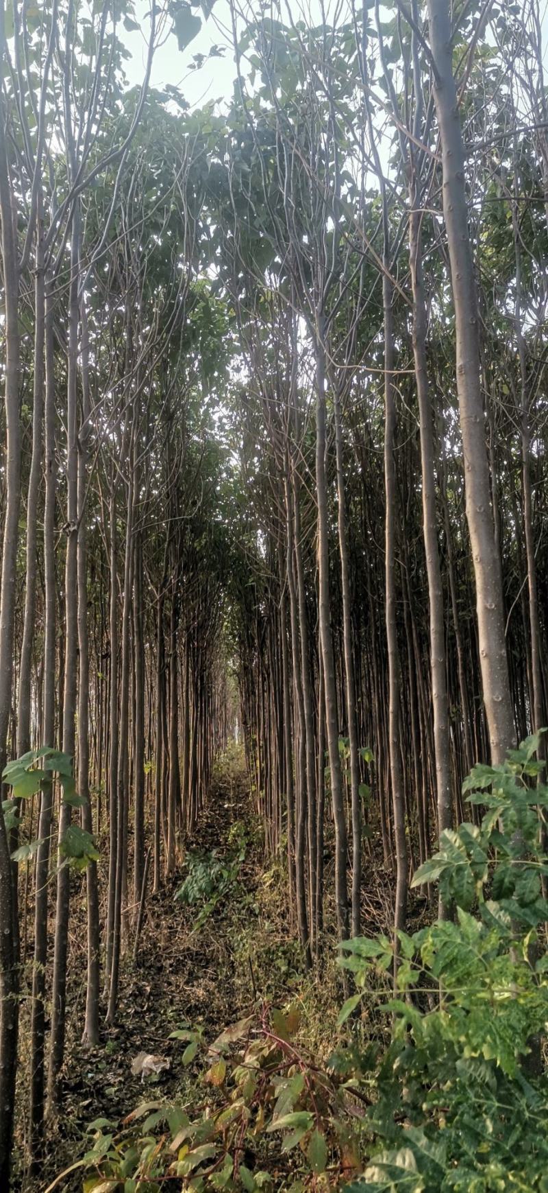 楸树JXL_229