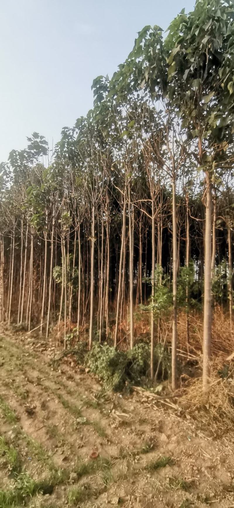 楸树，自己家的