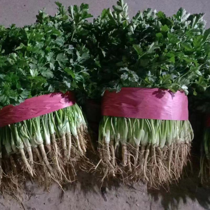 聊城铁杆青香菜，大量供应各大电商平台，商超，市场等。