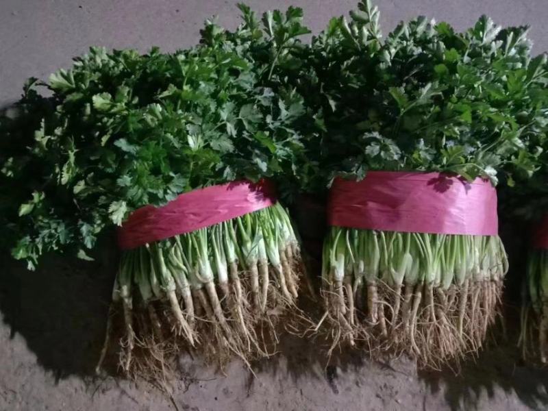 聊城铁杆青香菜，大量供应各大电商平台，商超，市场等。