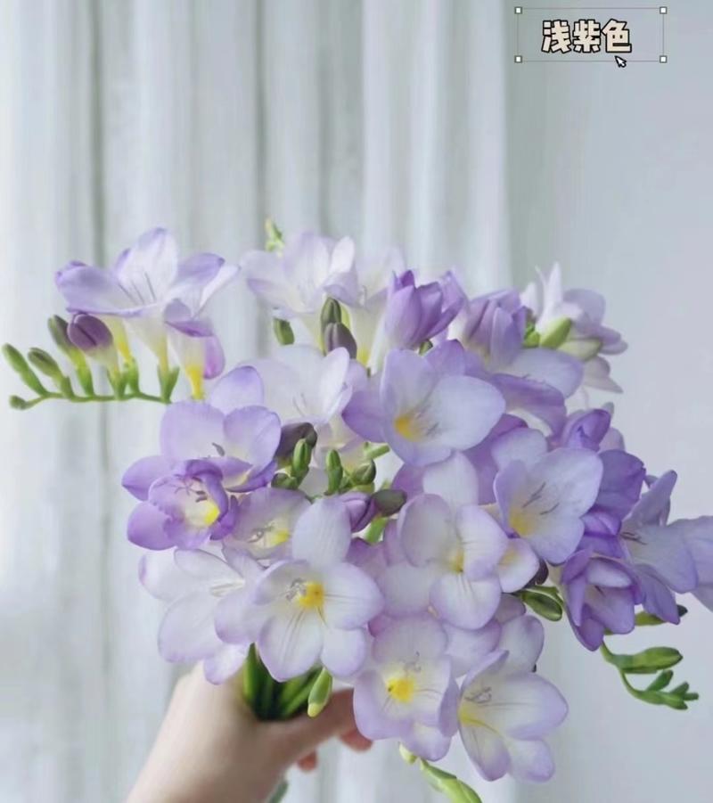 香雪兰花色纯白似雪，香气如兰花一般，所以得名为香雪兰。