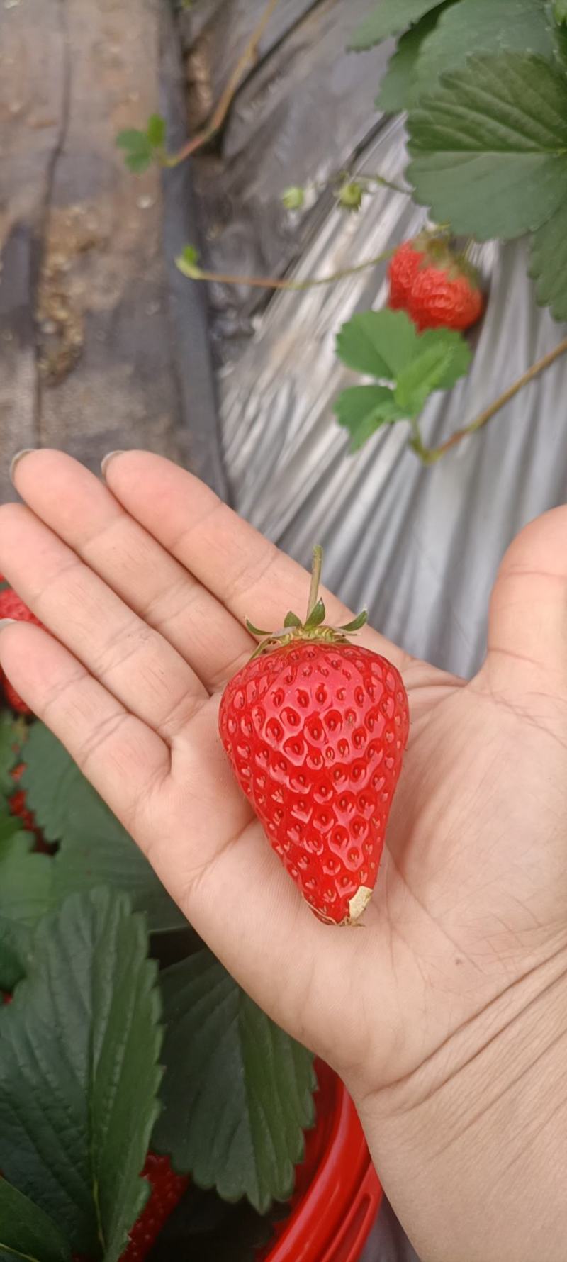 红颜草莓