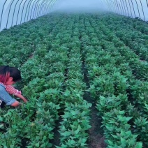 商薯19培育各种脱毒红薯苗龙薯九号西瓜红商薯19