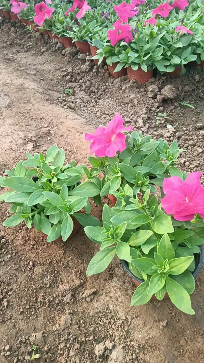 【精品】牵牛花喇叭花绿化工程规格齐全易成活常年供应