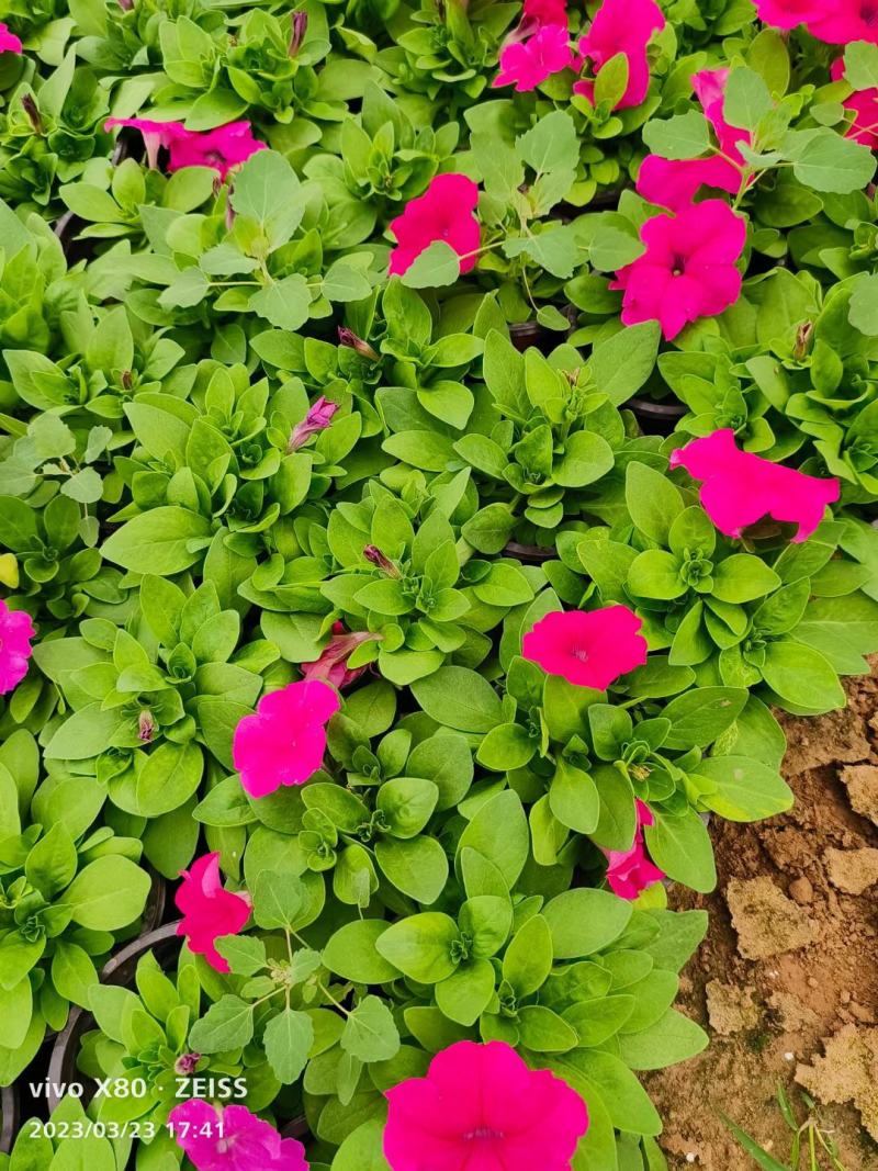 【精品】牵牛花喇叭花绿化工程规格齐全易成活常年供应