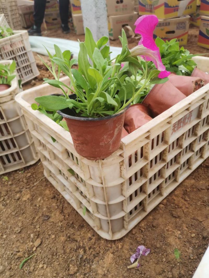 【精品】牵牛花喇叭花绿化工程规格齐全易成活常年供应