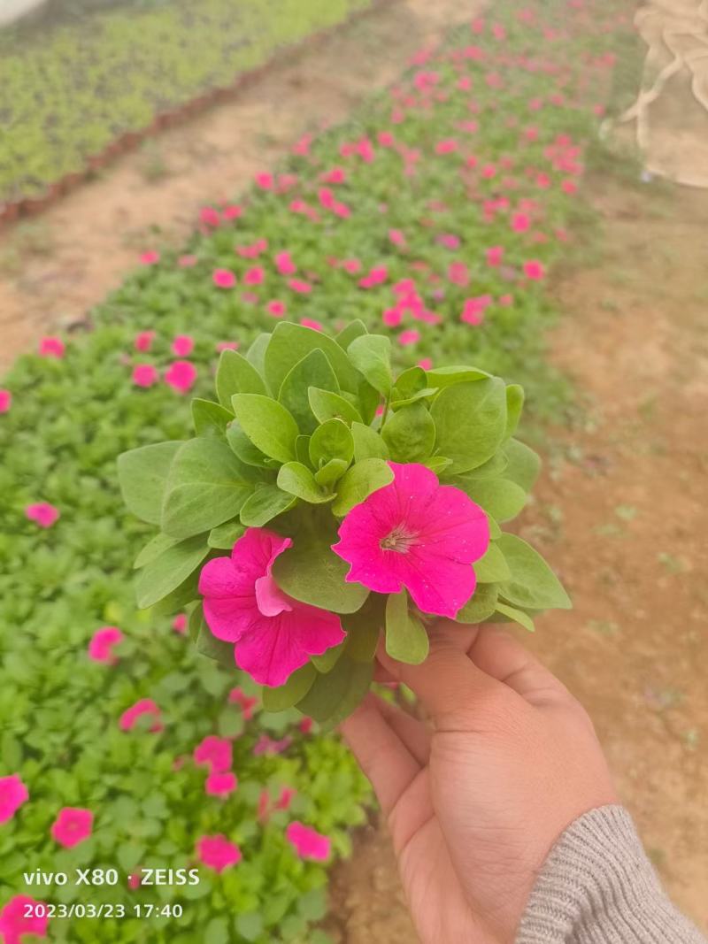 【精品】牵牛花喇叭花绿化工程规格齐全易成活常年供应