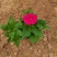 【精品】牵牛花喇叭花绿化工程规格齐全易成活常年供应