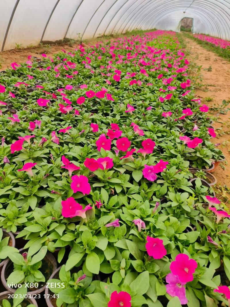 【精品】牵牛花喇叭花绿化工程规格齐全易成活常年供应