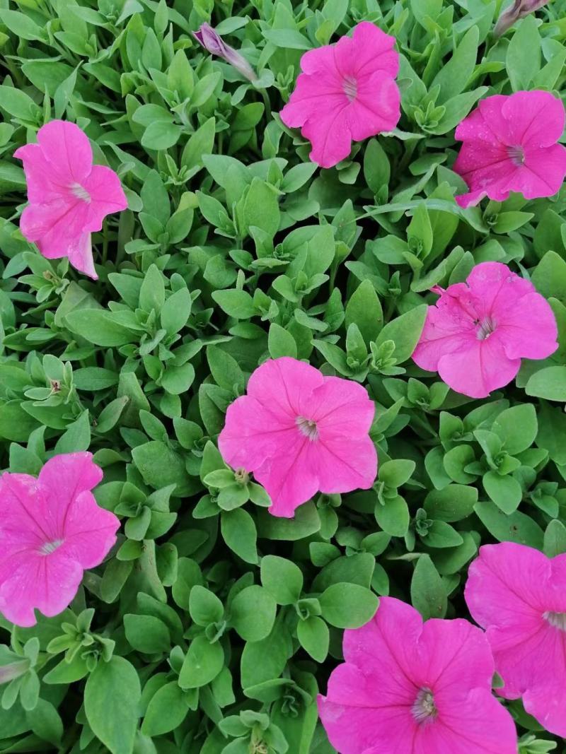 【精品】牵牛花喇叭花绿化工程规格齐全易成活常年供应
