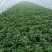 商薯19培育各种脱毒红薯苗龙薯九号西瓜红商薯19