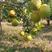 怀化市冰糖柚移植苗，嫁接口一至三公分，杆子直叶片绿。