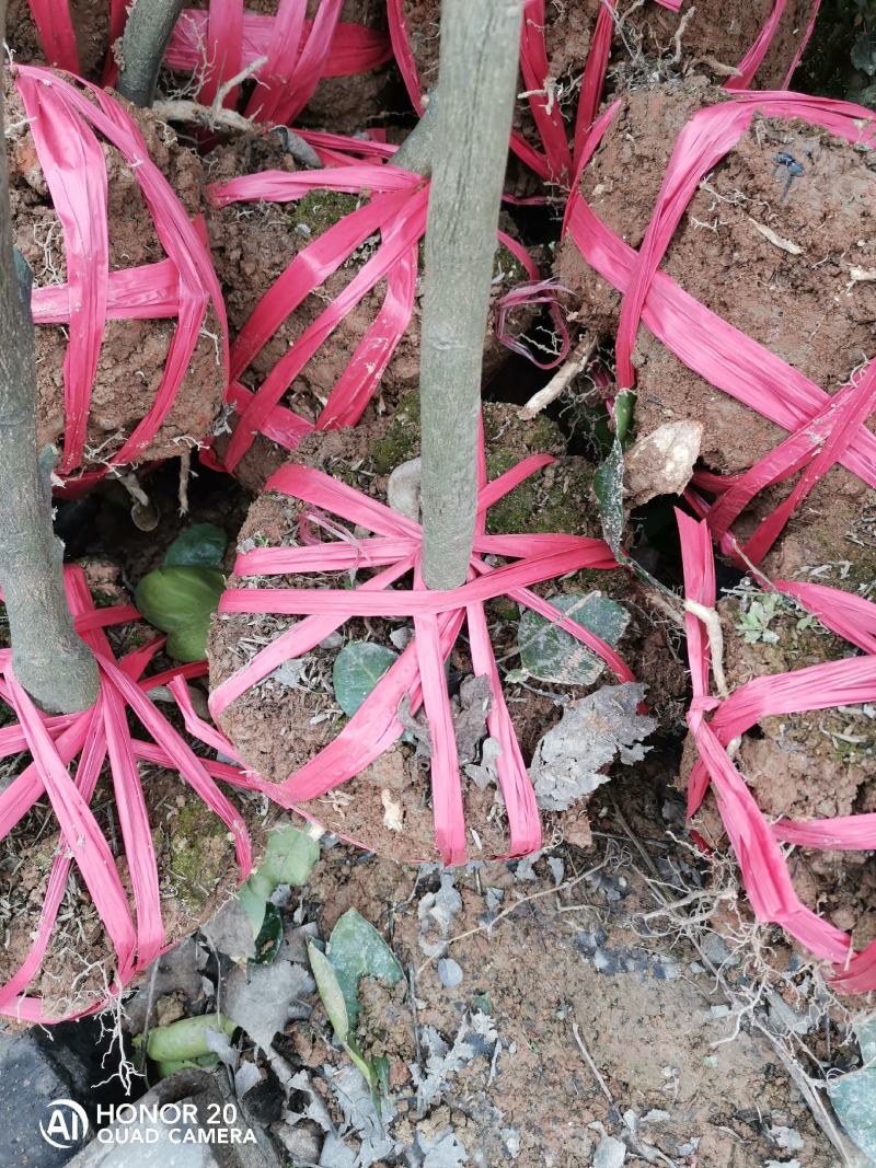 怀化市冰糖柚移植苗，嫁接口一至三公分，杆子直叶片绿。