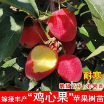 嫁接鸡心果树苗，耐寒，南北方种植，当年结果
