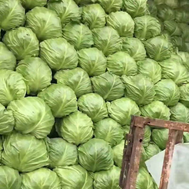 甘蓝，饶阳小萱萱甘兰上市中，能起车需要的可以联系我