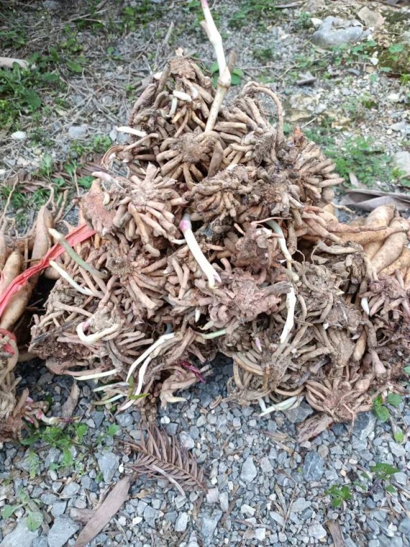 高品质，高产量，红花百部分株大苗现货发售，全国发货