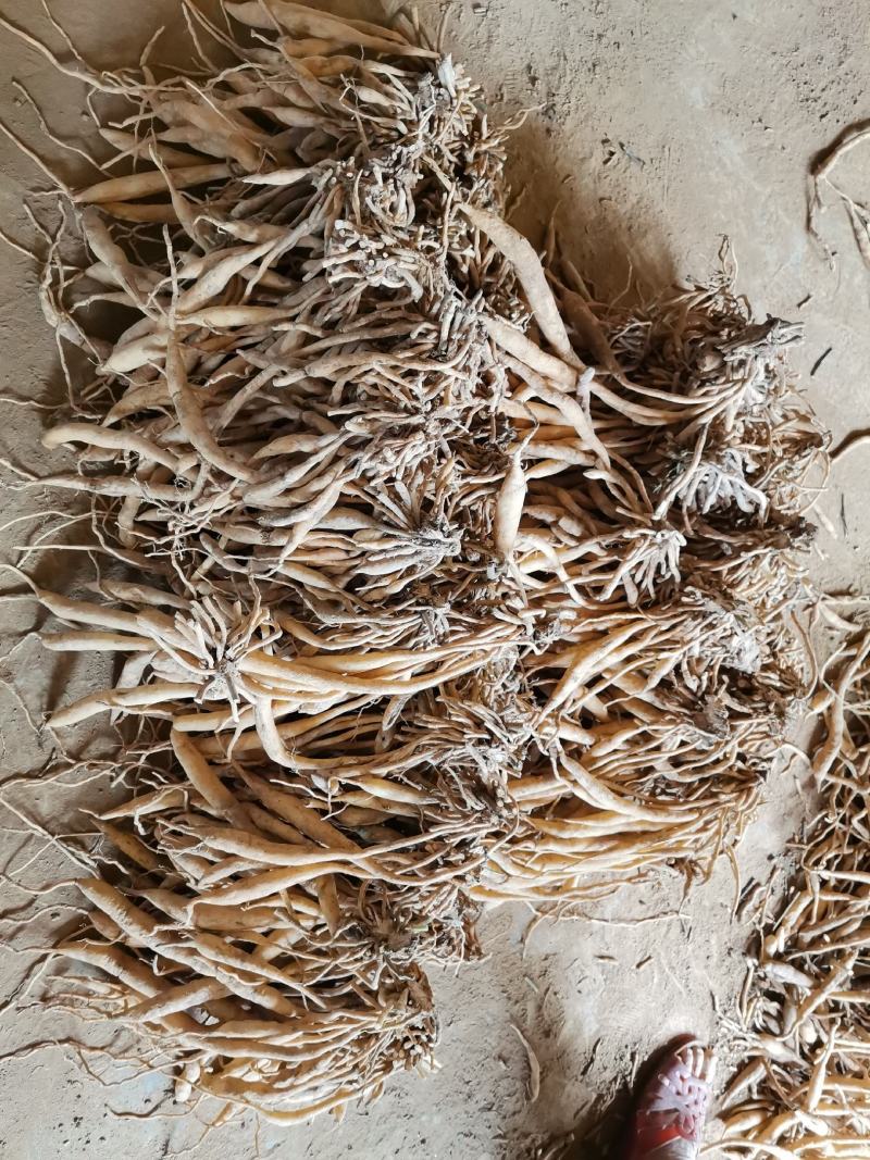 高品质，高产量，红花百部分株大苗现货发售，全国发货