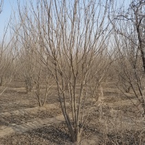 丛生白蜡，精品白蜡，地产专用白蜡，白蜡